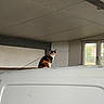 cat, calico_cat, van, vehicle, garage, indoor, window, animal, pet, curious, perched, white, roof, light, shadow, building, quiet, still_life, domestic, feline
