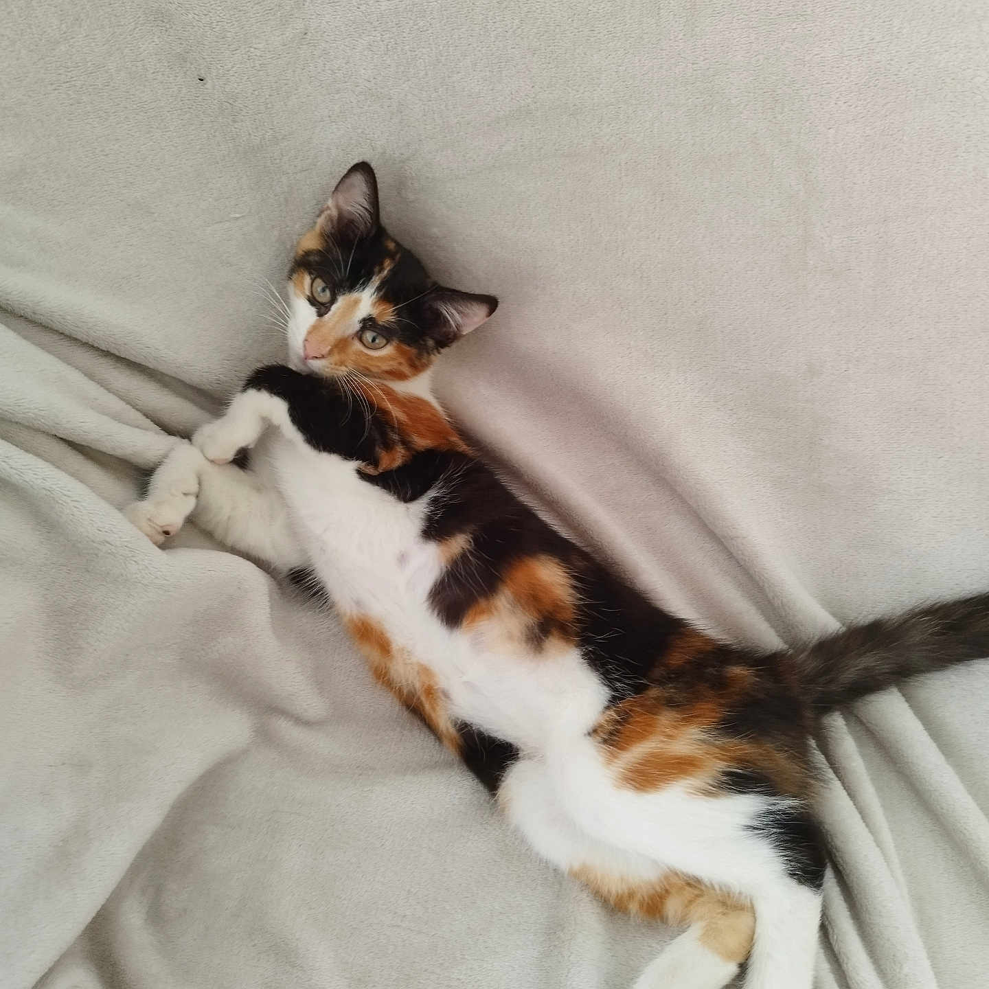 Vespa participe au concours pour gagner de l'argent avec cette photo : abyssinian, animal, bed, bedroom, blanket, cat, couch, cushion, furniture, homedecor, indoors, kitten, manx, person, pet, quilt, room, siamese, sleeping, white