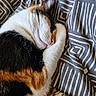 Vespa a rejoint le concours — aidez-le/la à gagner de superbes lots ! cat, calico, sleeping, fur, whiskers, nose, ear, paw, blanket, pattern, striped, closeup, cozy, resting, cute, pet, animal, soft, indoor, relaxed