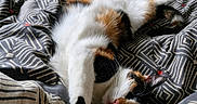 Vespa participe au concours pour gagner de l'argent avec cette photo : cat, calico_cat, sleeping, bed, blanket, patterned_bedspread, indoor, pet, feline, cozy, relaxing, stretching, paw, fur, whiskers, pink_nose, cute, domestic_animal, resting, animal