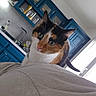 Vespa participe au concours pour gagner de l'argent avec cette photo : cat, calico_cat, pet, indoor, kitchen, blue_cabinets, sink, window, person, shoulder, curious, feline, domestic_animal, household, appliance, countertop, natural_light, closeup, animal_face, whiskers