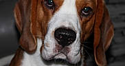 Tommy participe au concours pour gagner de l'argent avec cette photo : dog, beagle, pet, animal, close_up, brown, white, ears, face, nose, portrait, indoor, looking, fur, muzzle, whiskers, expression, canine, background, stone_wall