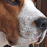 dog, close_up, brown_and_white, portrait, pet, animal, canine, outdoor, collar, leash, furry, face, snout, ears, looking_away, domestic_animal, daylight, window, thoughtful, companionship