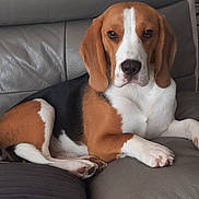 Tommy a rejoint le concours — aidez-le/la à gagner de superbes lots ! beagle, dog, pet, animal, indoor, couch, leather, brown, white, black, relaxed, portrait, looking_at_camera, paw, ears, snout, fur, sitting, companion, domestic