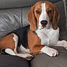 beagle, dog, pet, animal, indoor, couch, leather, brown, white, black, relaxed, portrait, looking_at_camera, paw, ears, snout, fur, sitting, companion, domestic