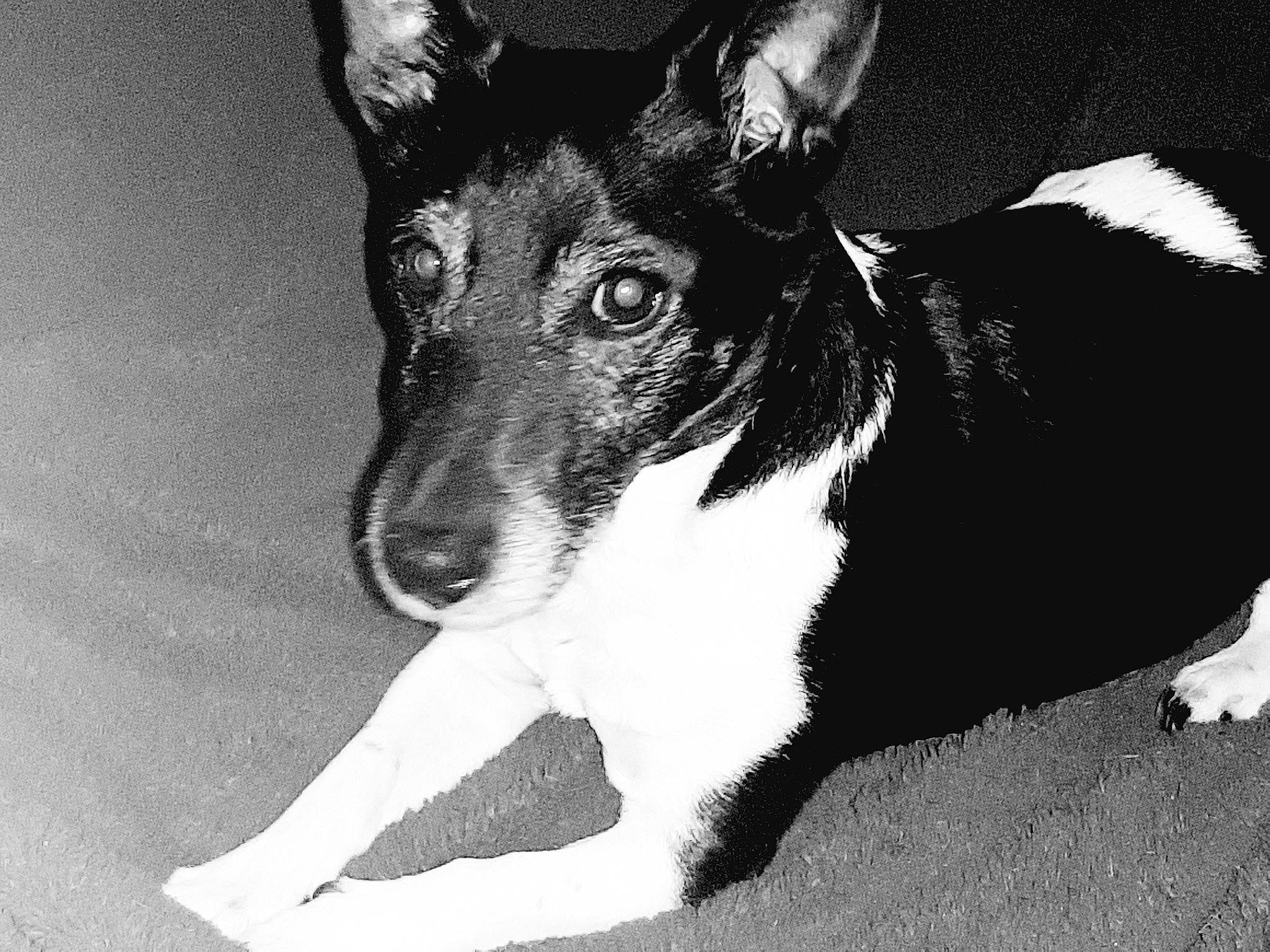 Diabolo a rejoint le concours — aidez-le/la à gagner de superbes lots ! black_and_white, canidae, carnivore, dog, dog_breed, english_toy_terrier, feist, fox_terrier, mammal, miniature_fox_terrier, rat_terrier, smooth_collie, smooth_fox_terrier, snout, teddy_roosevelt_terrier, tenterfield_terrier, terrier, toy_fox_terrier, vertebrate, whiskers