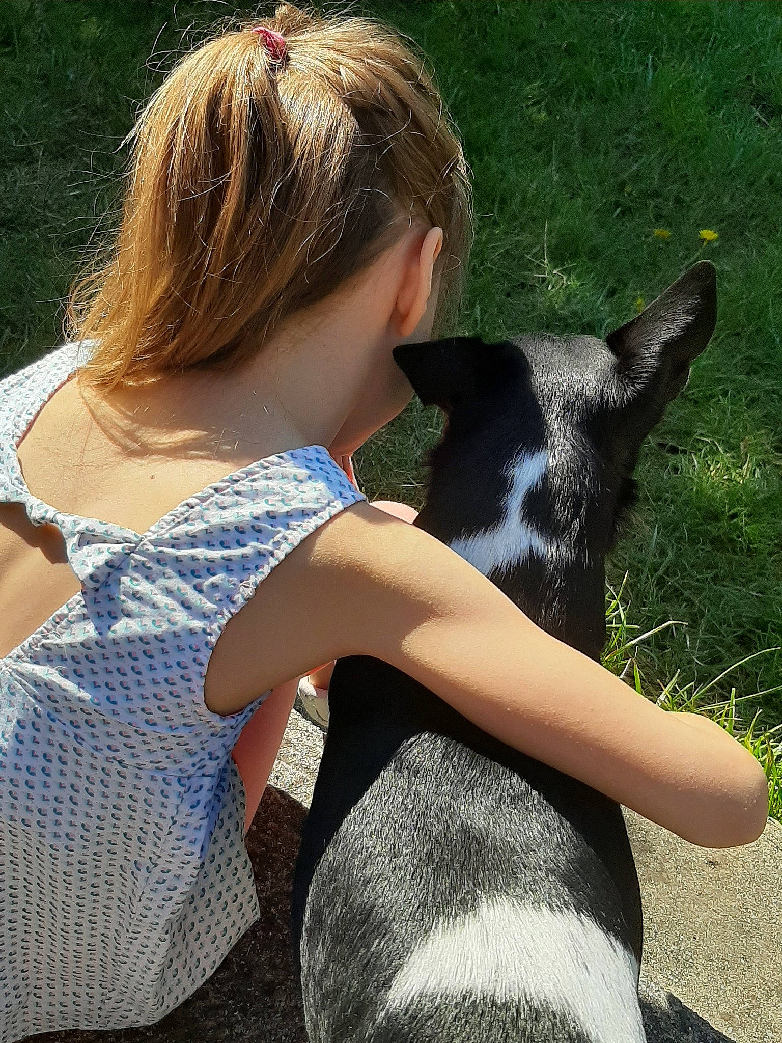 Diabolo a rejoint le concours — aidez-le/la à gagner de superbes lots ! canidae, carnivore, companion_dog, dog, dog_breed, ear, fawn, mammal, non_sporting_group, rat_terrier, sporting_group, toy_fox_terrier