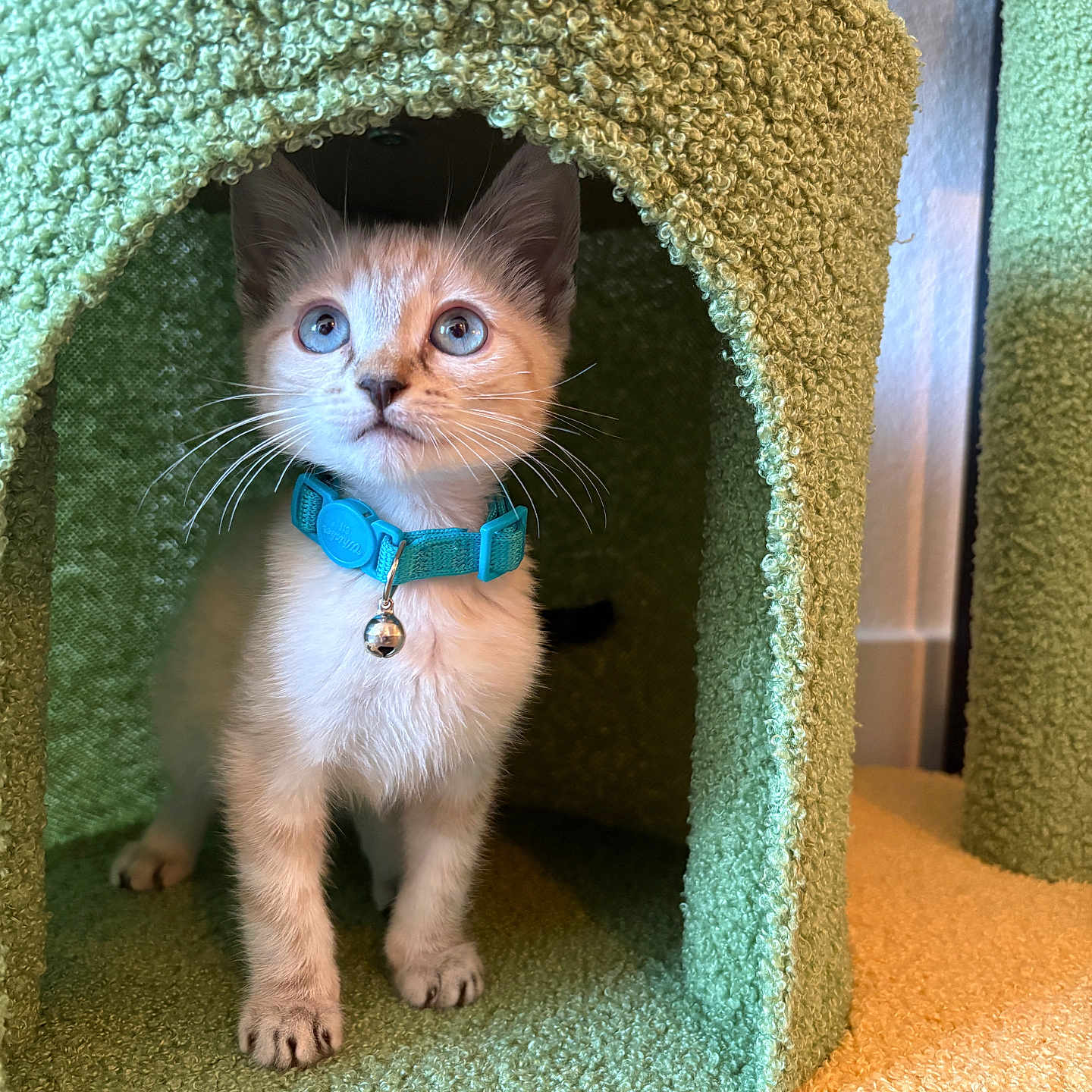Finn