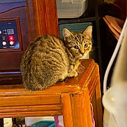 Stripes is registered to the contest to win money with this photo: cat, tabby, kitten, wooden_table, indoor, pet, animal, curious, furniture, domestic, closeup, brown, striped, young_cat, household, sitting, cute, cozy, feline, warm_lighting