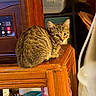 cat, tabby, kitten, wooden_table, indoor, pet, animal, curious, furniture, domestic, closeup, brown, striped, young_cat, household, sitting, cute, cozy, feline, warm_lighting