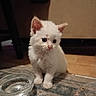 kitten, white_cat, pet, indoor, water_bowl, curious, small, furry, animal, cute, floor, domestic_cat, young, sitting, carpet, food_residue, ears, whiskers, eyes, adorable