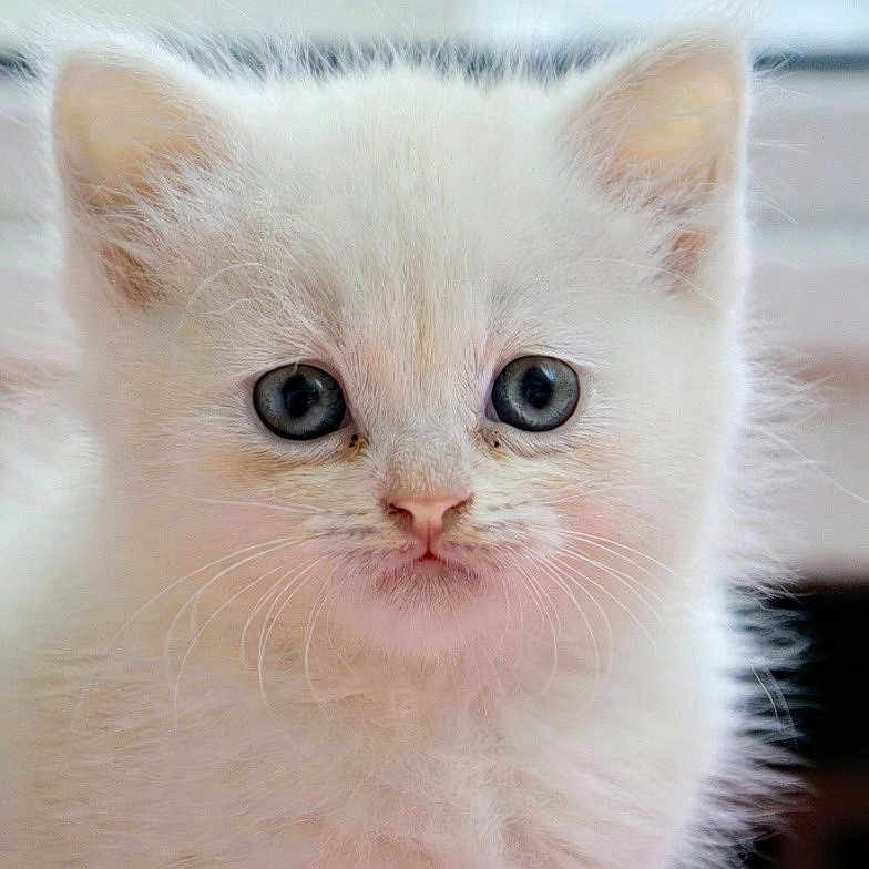 Lily