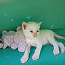 kitten, cat, white_cat, blue_eyes, stuffed_toy, plush, toy, animal, pet, cute, small, fur, paws, relaxed, snuggling, teal_background, indoor, young, lying_down, domestic_animal