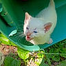 Jasper is registered to the contest to win money with this photo: kitten, cat, white_cat, blue_eyes, outdoor, greenery, plants, leaves, sunlight, nature, small_animal, pet, young, cute, animal, whiskers, fur, mouth_open, container, playful