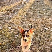 Artie is registered to the contest to win money with this photo: backyard, cute, dog, dry_leaves, ears, eyes, fence, grass, nose, outdoor, pet, portrait, puppy, shadows, small_dog, stuffed_toy, sunlight, walking, winter_grass, yard