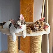 Brioche Et Biscotte participe au concours pour gagner de l'argent avec cette photo : cat, cats, pet, feline, cat_tree, indoor, curious, cute, tabby, orange_cat, white_cat, relaxed, looking_at_camera, ears, whiskers, paws, furniture, curtain, wood_panel, cozy