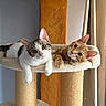 cat, cats, pet, feline, cat_tree, indoor, curious, cute, tabby, orange_cat, white_cat, relaxed, looking_at_camera, ears, whiskers, paws, furniture, curtain, wood_panel, cozy