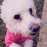 Princess joined the competition — help win amazing prizes! bichon, bichon_frise, bolognese, canidae, carnivore, companion_dog, dog, dog_breed, maltepoo, mammal, miniature_poodle, non_sporting_group, nose, poodle, poodle_crossbreed, puppy, rare_breed_dog, toy_dog, toy_poodle, vertebrate