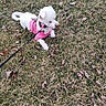Princess is registered to the contest to win money with this photo: bichon, canidae, carnivore, dog, dog_breed, grass, maltese, non_sporting_group, puppy, soil