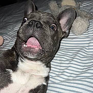 Twix participe au concours pour gagner de l'argent avec cette photo : dog, puppy, french_bulldog, tongue_out, wide_eyes, bed, striped_sheet, stuffed_animal, plush_toy, close_up, flash_photography, indoor, pet, nose, ears, whiskers, excited, lying_down, mouth_open, white_chest