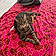 Kitty Sabatier