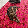 animal, bed, bedspread, cat, cozy, daylight, domestic, feline, fur, indoor, looking_at_camera, patterned_fabric, pet, pillow, relaxed, resting, striped, tabby_cat, whiskers, window