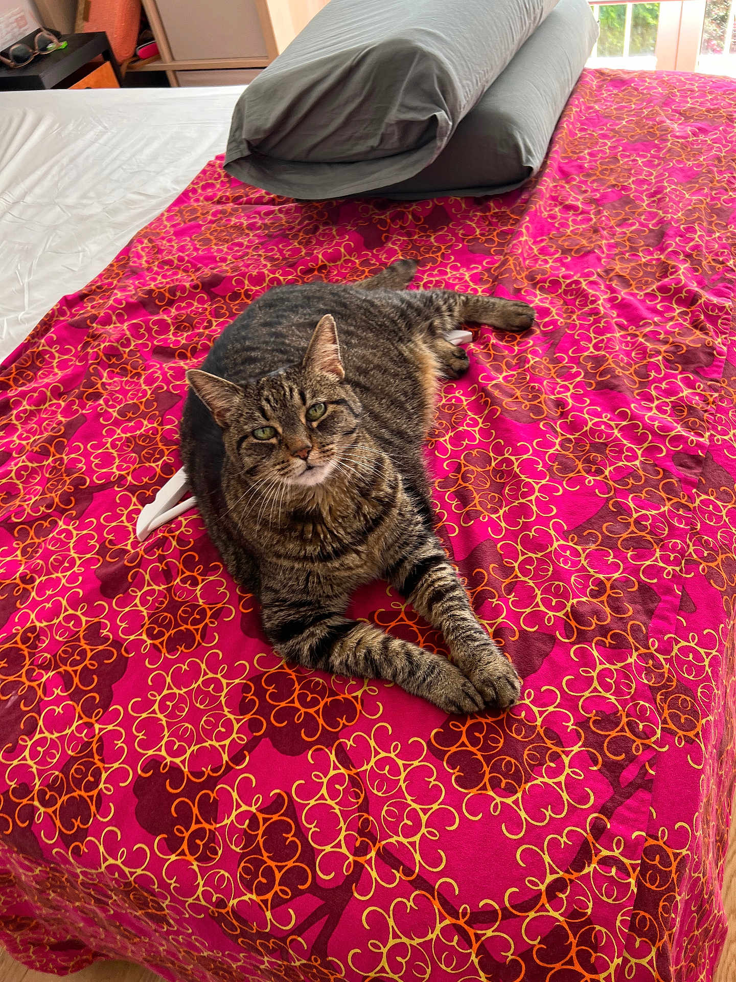 Kitty Sabatier