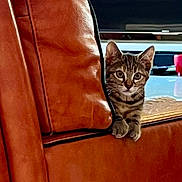 Hello a rejoint le concours — aidez-le/la à gagner de superbes lots ! cat, kitten, tabby, leather_couch, peeking, curious, indoor, living_room, furniture, brown, red_cup, glass_surface, reflection, pet, animal, cute, small, young, ears, whiskers