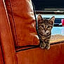 cat, kitten, tabby, leather_couch, peeking, curious, indoor, living_room, furniture, brown, red_cup, glass_surface, reflection, pet, animal, cute, small, young, ears, whiskers