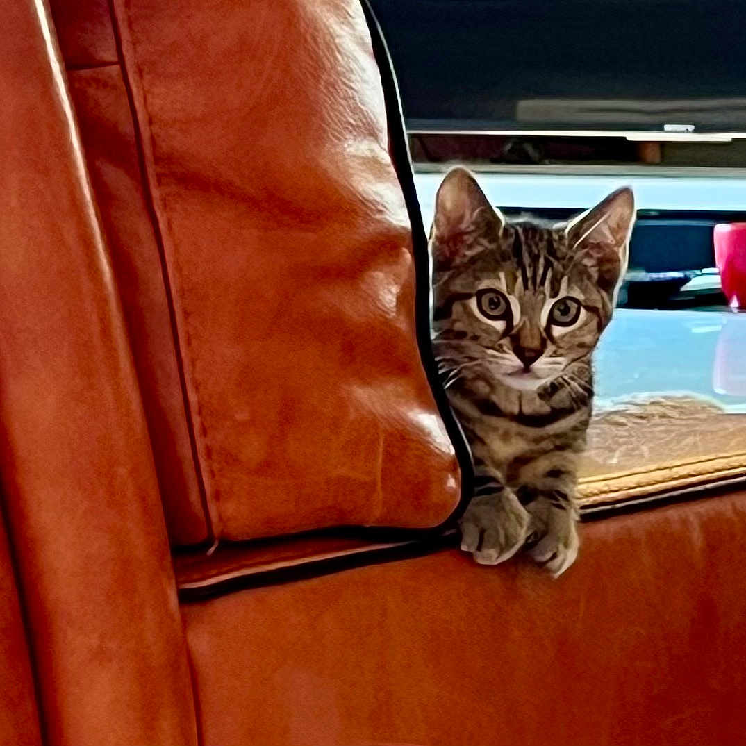 Hello a rejoint le concours — aidez-le/la à gagner de superbes lots ! animal, brown, cat, curious, cute, ears, furniture, glass_surface, indoor, kitten, leather_couch, living_room, peeking, pet, red_cup, reflection, small, tabby, whiskers, young