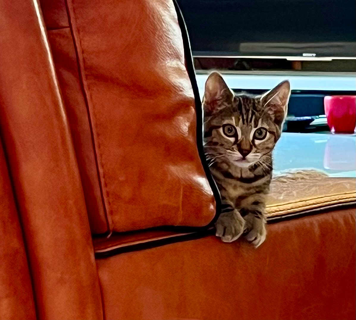 Hello a rejoint le concours — aidez-le/la à gagner de superbes lots ! cat, kitten, tabby, leather_couch, peeking, curious, indoor, living_room, furniture, brown, red_cup, glass_surface, reflection, pet, animal, cute, small, young, ears, whiskers