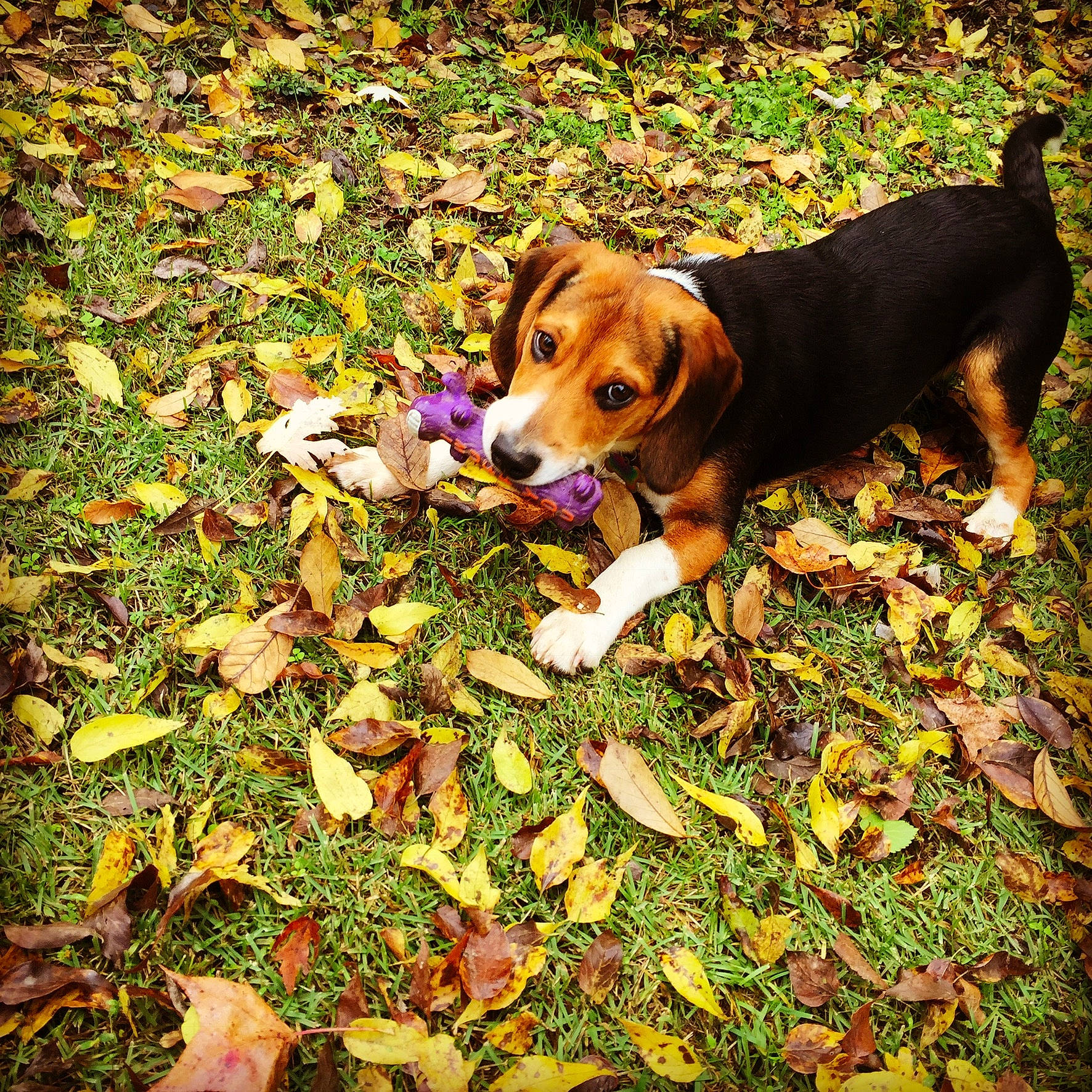 Copper joined the competition — help win amazing prizes! autumn, beagle, canidae, carnivore, collar, companion_dog, deciduous, dog, dog_breed, fawn, groundcover, hound, leaf, mammal, scent_hound, snout, sporting_group, tail, working_animal, working_dog