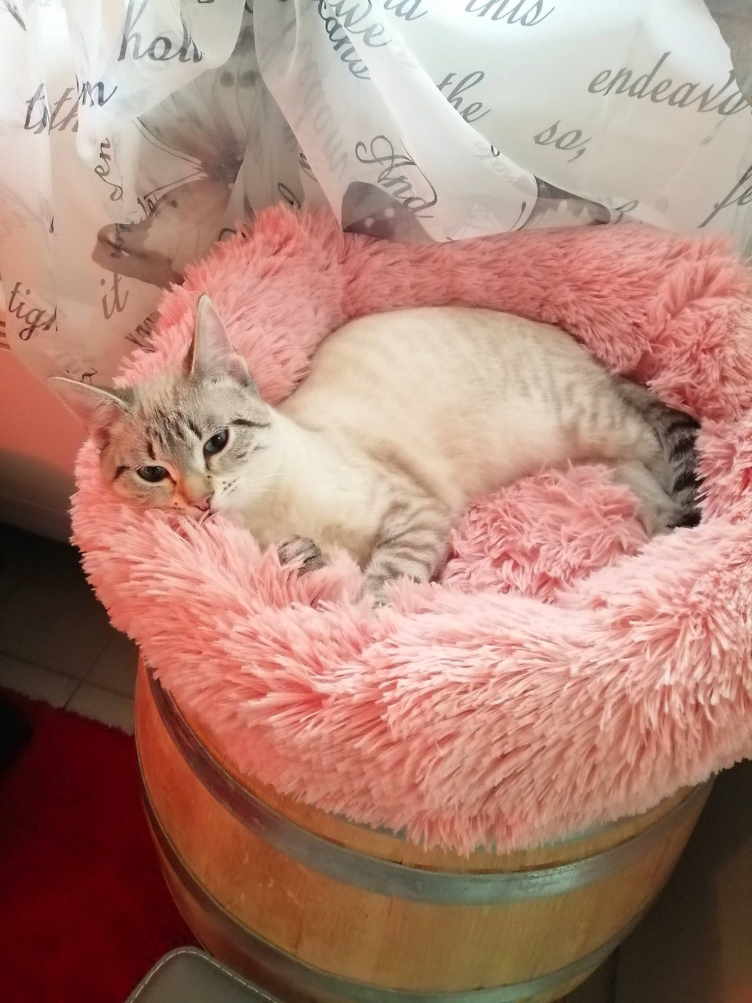 Mamoune a rejoint le concours — aidez-le/la à gagner de superbes lots ! basket, bedding, carnivore, cat, cat_bed, cat_supply, comfort, companion_dog, domestic_short_haired_cat, fawn, felidae, fur, linens, nap, pet_supply, pink, small_to_medium_sized_cats, tail, textile, whiskers