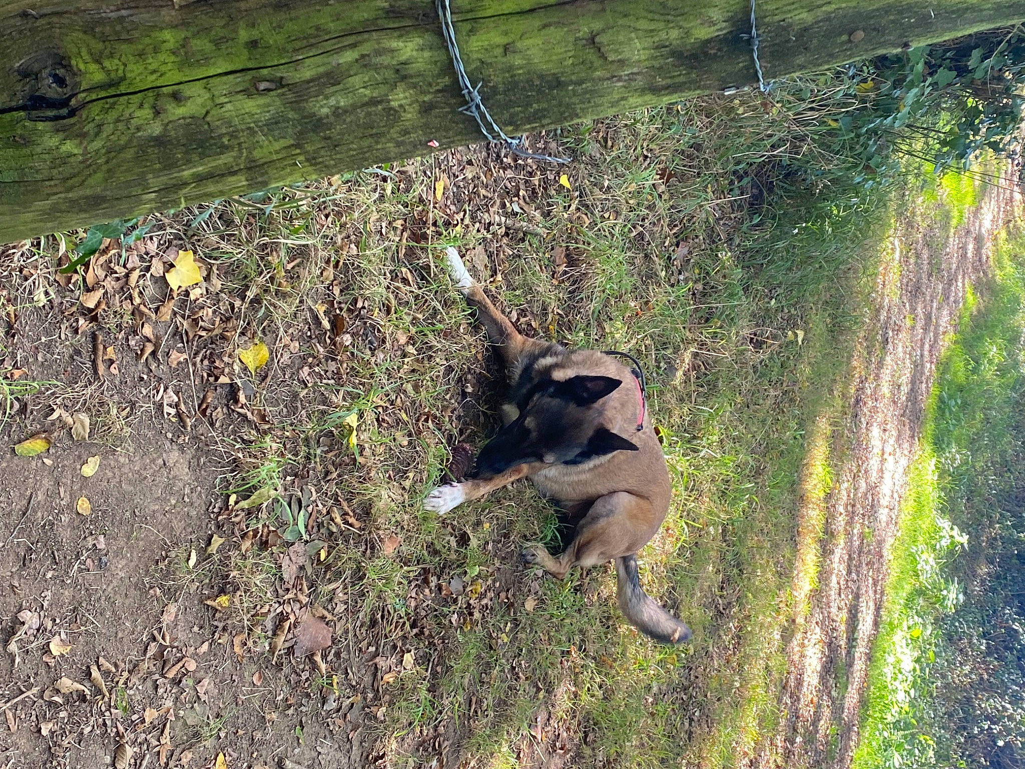 Narko a rejoint le concours — aidez-le/la à gagner de superbes lots ! canidae, carnivore, dog, dog_breed, fawn, german_shepherd_dog, grass, groundcover, hunting_dog, old_german_shepherd_dog, plant, shadow, soil, sporting_group, tail, terrestrial_animal, tree, trunk, working_animal, working_dog