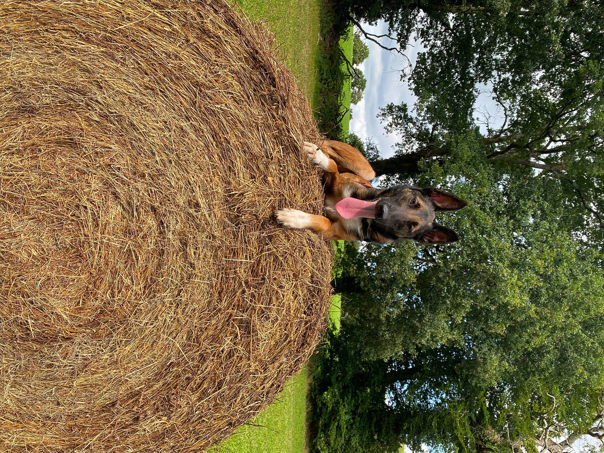 Narko a rejoint le concours — aidez-le/la à gagner de superbes lots ! adventure, agriculture, circle, field, fun, grass, grass_family, grassland, harvest, hay, landscape, leisure, pasture, people_in_nature, plant, recreation, soil, tree, trunk, wood