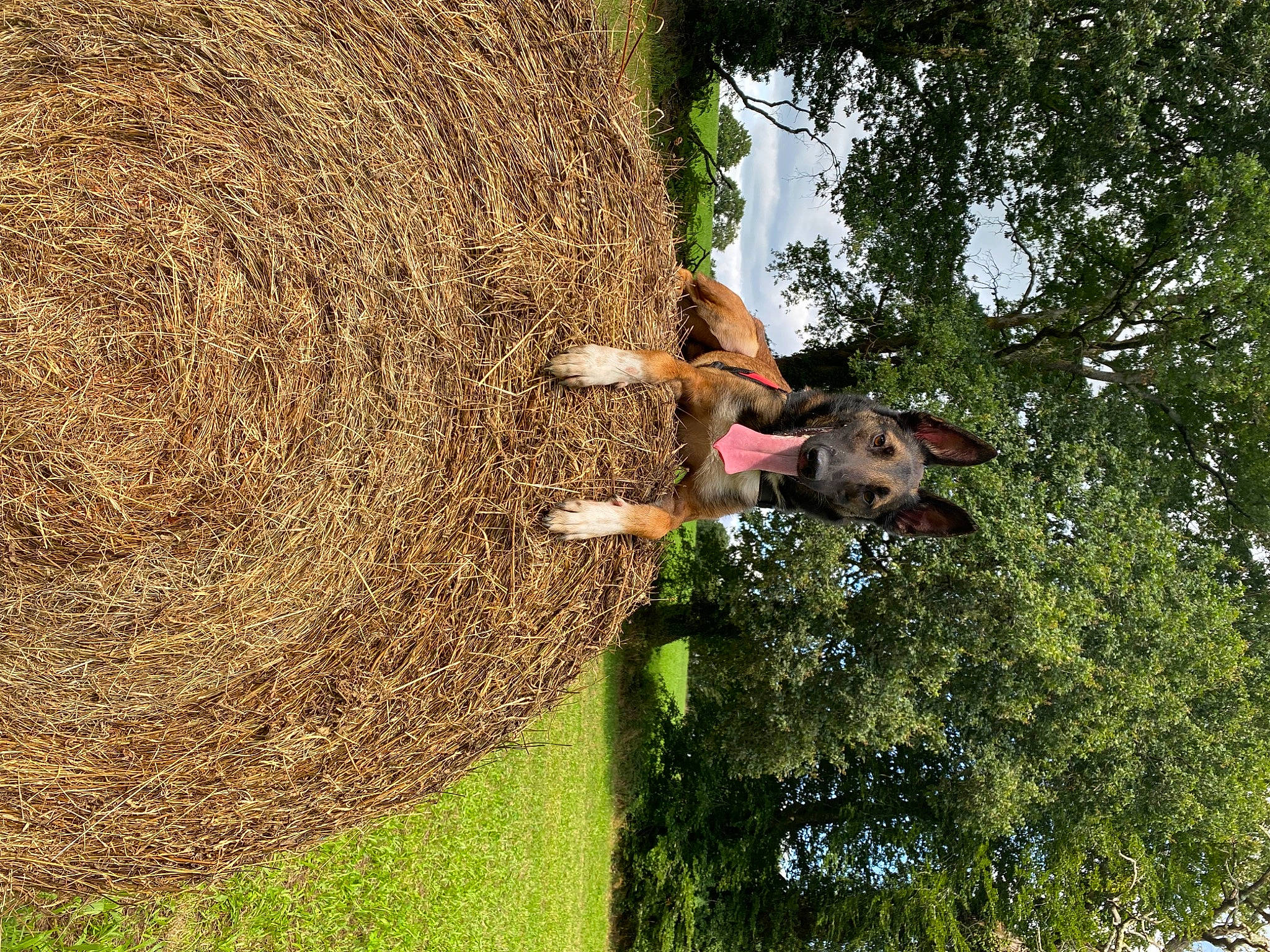 Narko participe au concours pour gagner de l'argent avec cette photo : adventure, agriculture, field, fun, grass, grass_family, grassland, hay, landscape, leisure, pasture, people_in_nature, plant, recreation, shrub, soil, straw, tree, trunk, wood