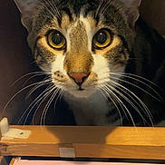 Winx is registered to the contest to win money with this photo: cat, tabby_cat, whiskers, big_eyes, ears, close_up, portrait, peeking, curiosity, drawer, cabinet, wooden, pink_paint, furniture, indoor, pet, muzzle, nose, cute, household