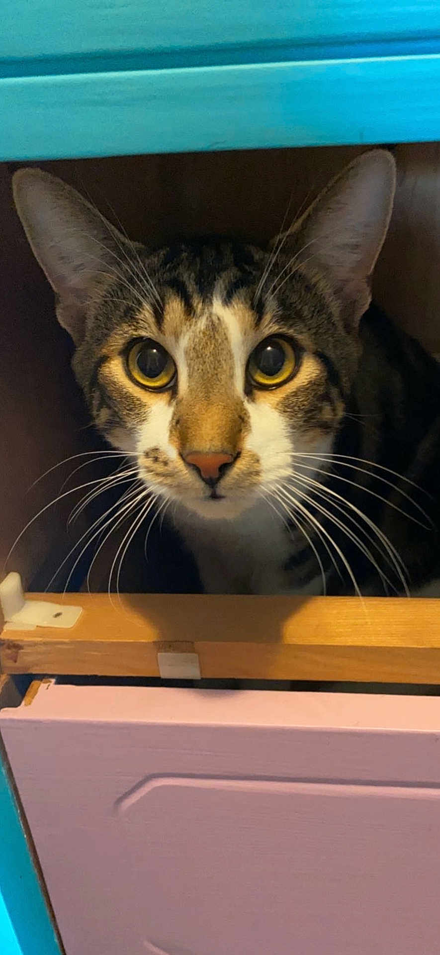 Winx is registered to the contest to win money with this photo: cat, tabby_cat, whiskers, big_eyes, ears, close_up, portrait, peeking, curiosity, drawer, cabinet, wooden, pink_paint, furniture, indoor, pet, muzzle, nose, cute, household