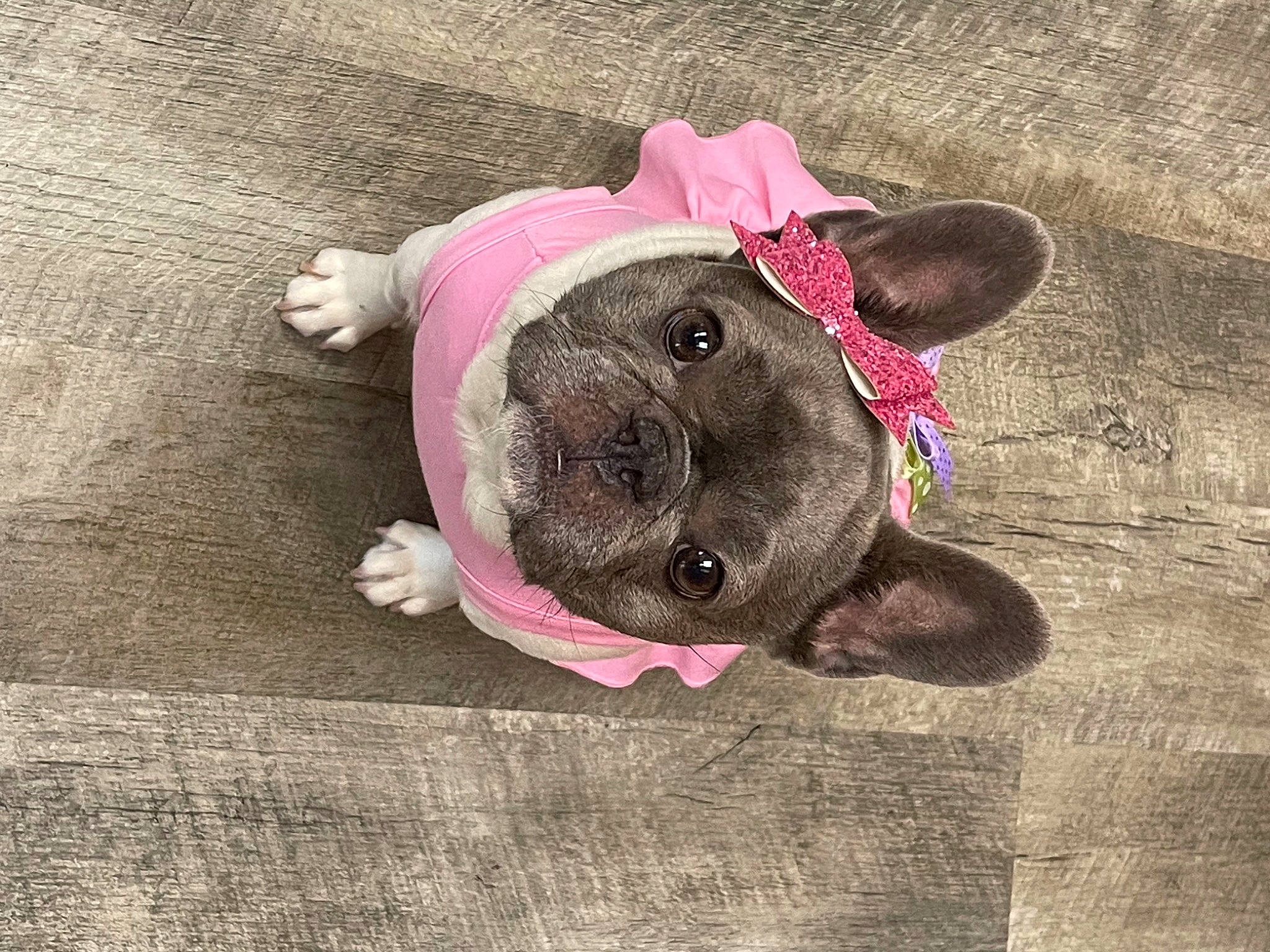 Lettie joined the competition — help win amazing prizes! art, baby_toys, creative_arts, dog_breed, fashion_accessory, fawn, fur, grey, linens, magenta, pink, plush, sleeve, snout, stuffed_toy, teddy_bear, terrestrial_animal, toy, wool, working_animal