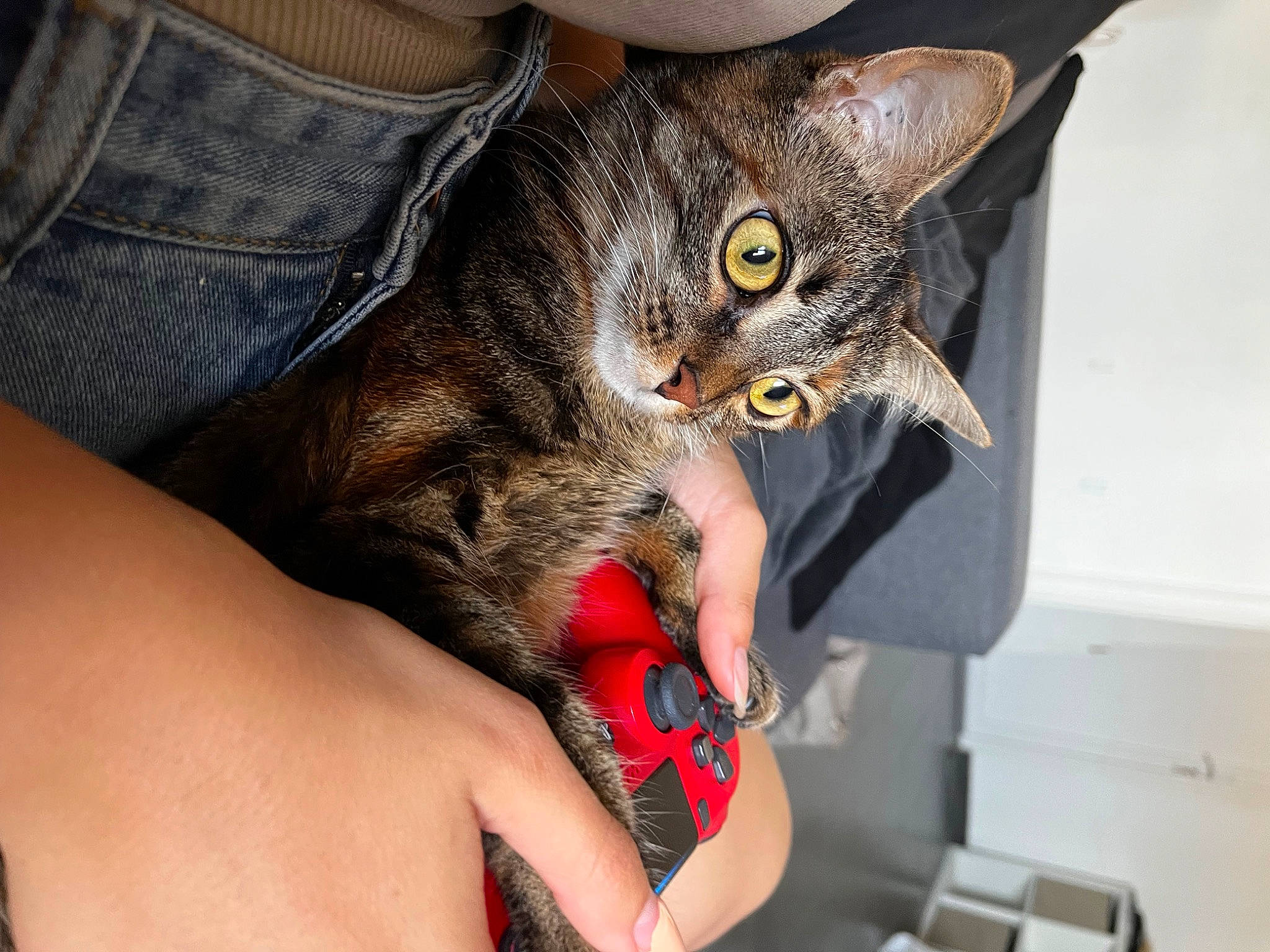 Chatou participe au concours pour gagner de l'argent avec cette photo : carnivore, cat, claw, comfort, denim, domestic_short_haired_cat, elbow, eyewear, felidae, finger, fur, gesture, lap, nail, paw, small_to_medium_sized_cats, snout, strap, whiskers, wrist