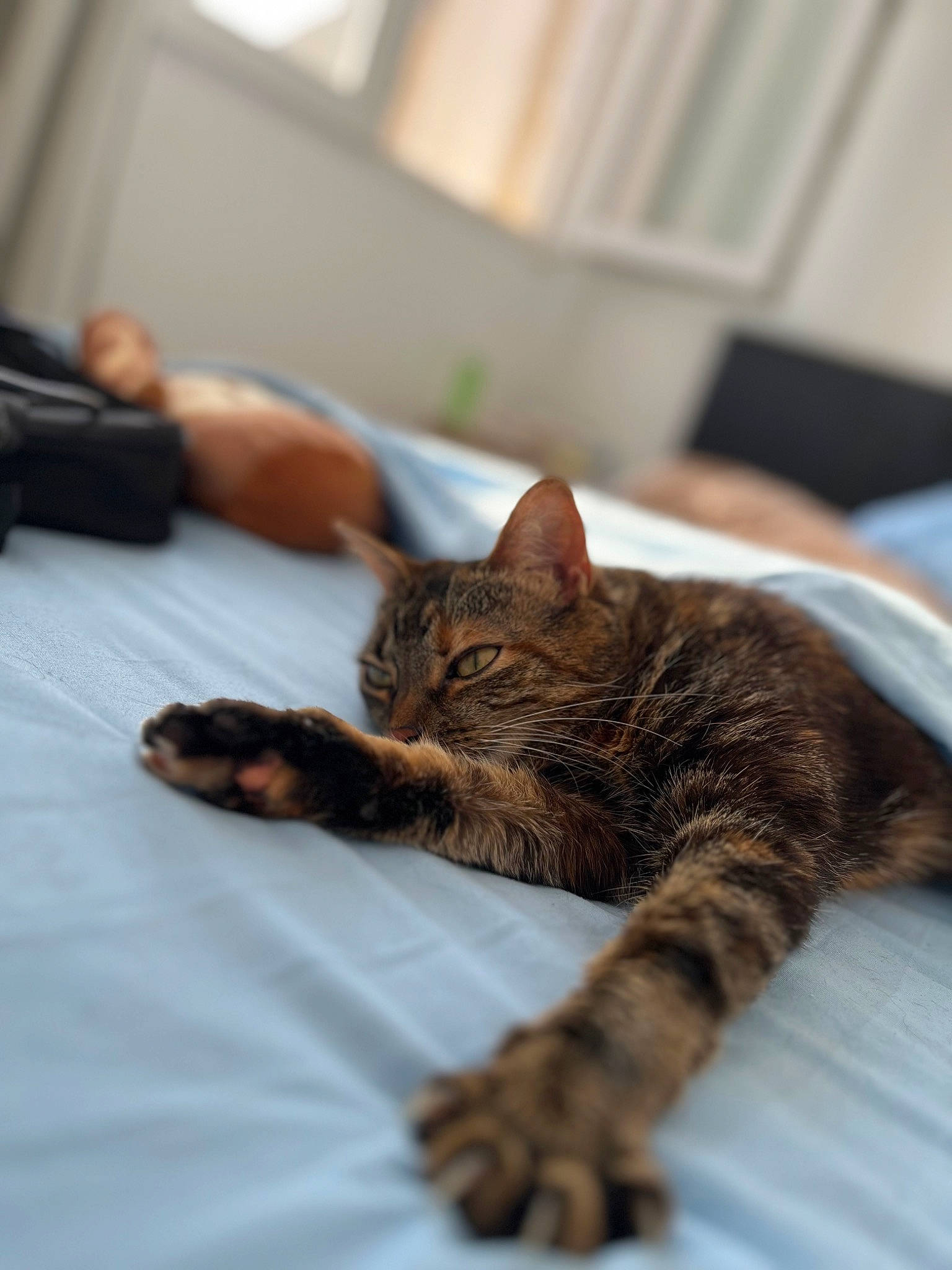 Chatou participe au concours pour gagner de l'argent avec cette photo : bed, carnivore, cat, claw, comfort, domestic_short_haired_cat, felidae, fur, linens, nap, room, sleep, small_to_medium_sized_cats, snout, terrestrial_animal, whiskers