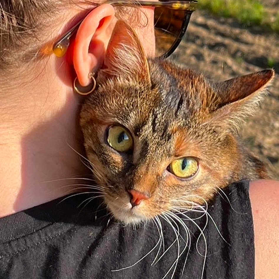 Chatou participe au concours pour gagner de l'argent avec cette photo : beard, carnivore, cat, domestic_short_haired_cat, ear, eye, eyelash, eyewear, fawn, felidae, fur, gesture, glasses, grass, hair, head, human_body, small_to_medium_sized_cats, snout, whiskers