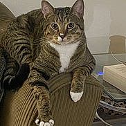 Felix joined the competition — help win amazing prizes! cat, tabby, feline, pet, animal, indoor, armchair, furniture, relaxed, paws, white_paws, striped, cozy, living_room, glass_table, book, domestic, household, resting, curious