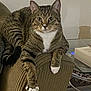cat, tabby, feline, pet, animal, indoor, armchair, furniture, relaxed, paws, white_paws, striped, cozy, living_room, glass_table, book, domestic, household, resting, curious