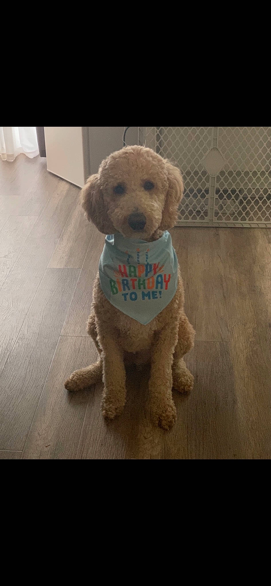 Cairo is registered to the contest to win money with this photo: canidae, carnivore, cockapoo, companion_dog, dog, dog_breed, goldendoodle, labradoodle, maltepoo, mammal, miniature_poodle, non_sporting_group, poodle, poodle_crossbreed, puppy, puppy_love, snout, sporting_group, toy_poodle, vertebrate