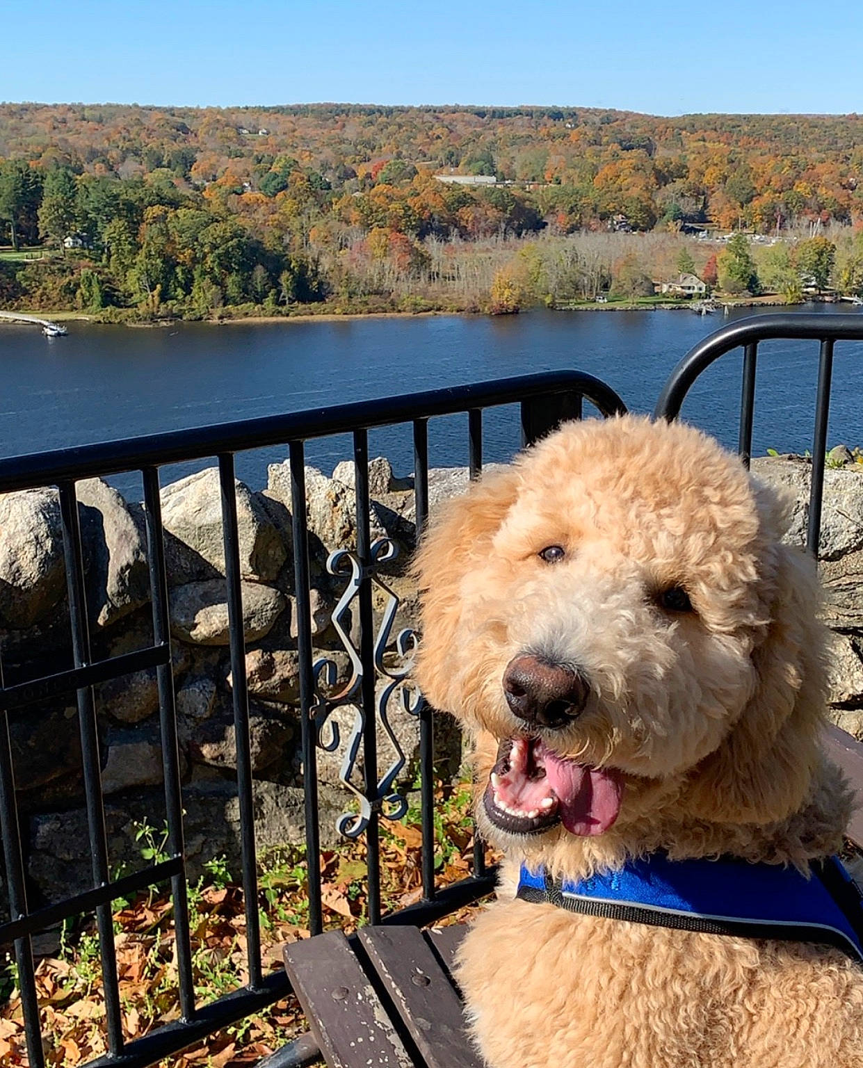 Cairo joined the competition — help win amazing prizes! canidae, carnivore, cockapoo, companion_dog, dog, dog_breed, goldendoodle, irish_soft_coated_wheaten_terrier, labradoodle, mammal, non_sporting_group, poodle, poodle_crossbreed, sky, spanish_water_dog, sporting_group, standard_poodle, terrier, toy_dog, vertebrate