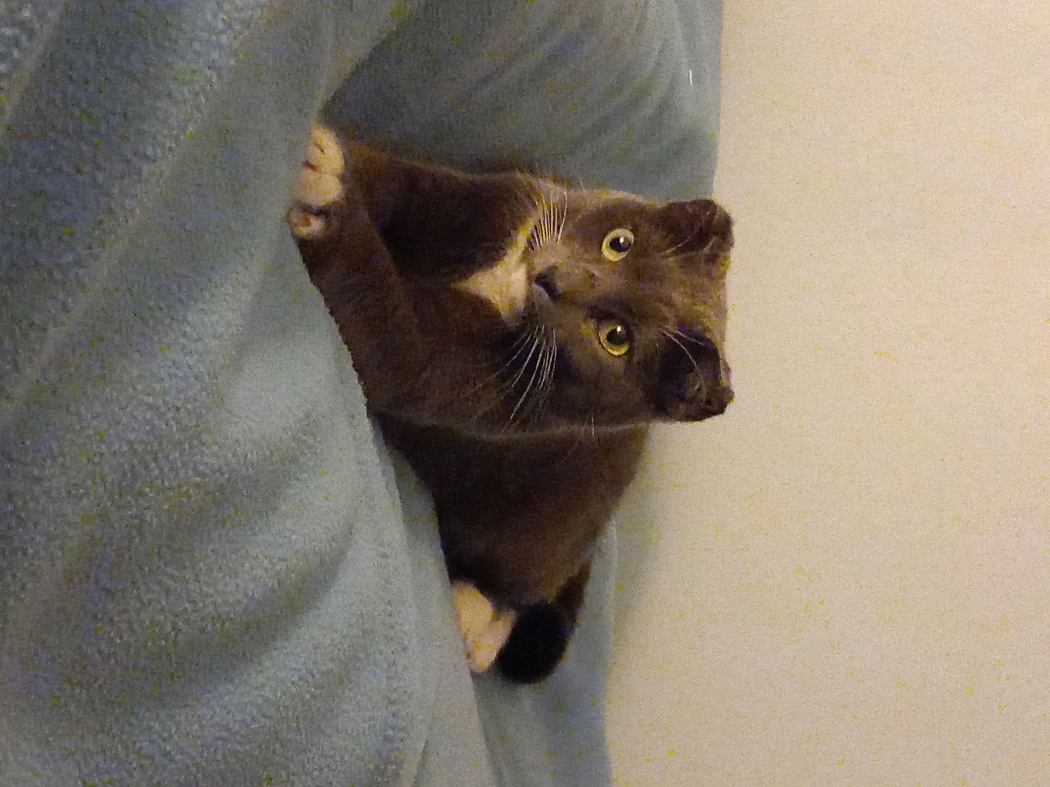 Poppy participe au concours pour gagner de l'argent avec cette photo : black_cat, carnivore, cat, claw, domestic_short_haired_cat, fawn, felidae, fur, gesture, grey, havana_brown, paw, russian_blue, sleeve, small_to_medium_sized_cats, snout, tail, whiskers