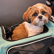 Mr. Pickles joined the competition — help win amazing prizes! dog, pet, carrier, brown, white, fur, cute, indoor, chair, mesh, zipper, animal, small_dog, companion, looking_at_camera, cute_pet, domestic_animal, comfort, seated, curious