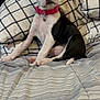 Karma is registered to the contest to win money with this photo: animal, bed, black_and_white, blanket, canine, collar, comfortable, cute, dog, domestic, fur, indoor, patterned, pet, pillow, puppy, resting, sitting, striped, young