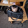 Lily is registered to the contest to win money with this photo: kitten, cat, handbag, black_bag, wooden_chair, carpet, indoor, pet, cute, curious, furniture, floor, slippers, papers, table, domestic, animal, small_animal, home, cozy